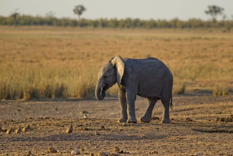 Read more about the article Building your wealth is like Eating an Elephant